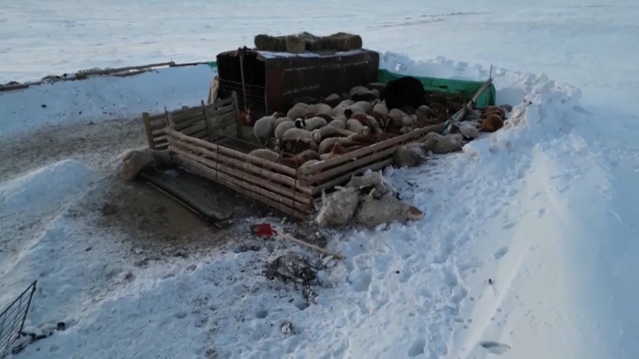 Свыше 1,5 млн голов скота погибли из-за морозов в Монголии