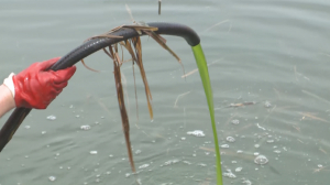С помощью водорослей очистят озеро-накопитель в Костанае