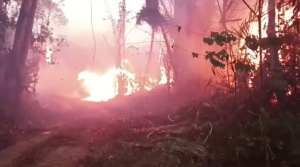 Пожары уничтожили 3 млн га леса в Боливии