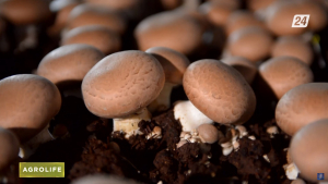 Выращивание казахстанских грибов в промышленных масштабах | AgroLife