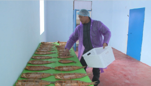 Рыболовство развивают в промышленных масштабах в Туркестанской области