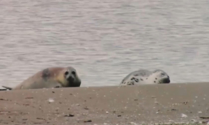 Состояние популяции каспийских тюленей обсудили в Атырау
