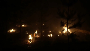 В Павлодарской области произошло около 200 лесных пожаров в течение пяти месяцев