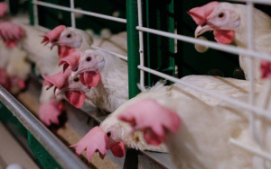 750 тысяч кур забьют из-за птичьего гриппа в Чехии