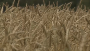 3,9 млн га зерна убрано по всему Казахстану