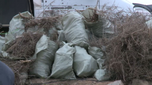 «Таза Қазақстан»: 200 тонн мусора убрали в Астане