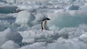 Птичий грипп обнаружили у королевских пингвинов