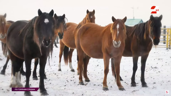 Разыскиваемую сотню лошадей нашли: где находился домашний скот