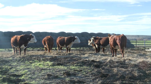 Поголовье племенного скота растёт в Актюбинской области