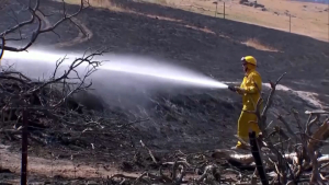 Сотни голов домашнего скота погибли при лесных пожарах в Австралии
