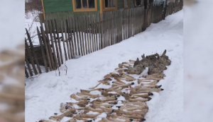 Факты незаконной охоты на сибирских косуль выявили в СКО
