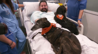 Собаки-терапевты появились в больнице Барселоны