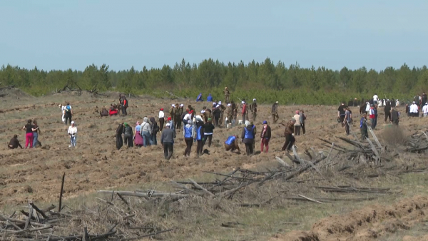 23 тысячи молодых сосен высадили участники экоакции в области Абай