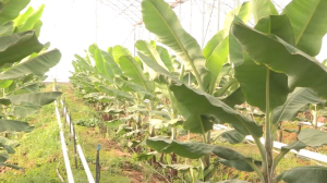 Еліміздегі банан өсіретін ең ірі жылыжай кешенін түрік инвесторлары салған