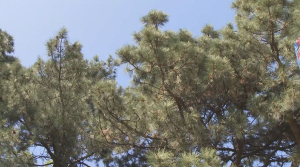 Хвойные деревья зацвели в ботаническом саду Алматы