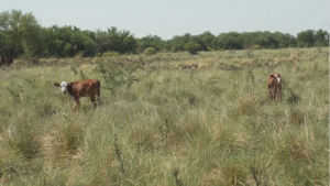 Затяжная засуха вызвала падёж скота в Аргентине