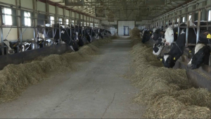 Девять новых молочных ферм откроют в Акмолинской области до конца 2023 года