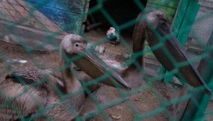 Пеликаны неожиданно прилетели на угольный разрез в Экибастузе