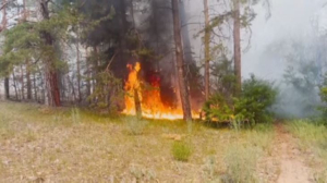 Более 900 жителей покинули свои дома из-за лесного пожара