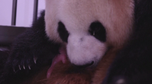 Близнецы родились у гигантской панды в Южной Корее