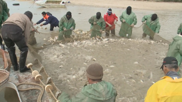 Сезон промышленного лова рыбы открыли в Атырауской области