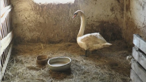 Житель Западно-Казахстанской области спас лебедя
