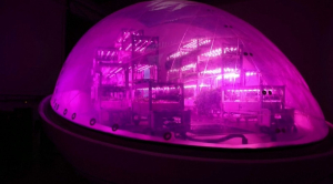 Капсулу для выращивания растений в космосе разработали французские учёные