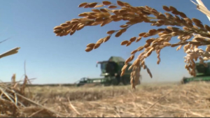 24 млн га зерна убрали казахстанские аграрии