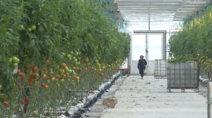 Аграрии Туркестанской области ожидают субсидии на энергоресурсы