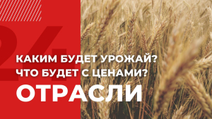 Урожай зерновых в Казахстане ожидается ниже среднегодовых объёмов