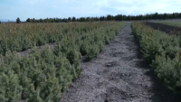 100 тысяч деревьев планируют высадить в Алматинской области