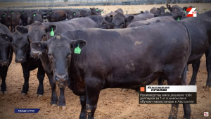 Казахстанские агробизнесмены поехали в Австралию изучать производство дешёвого мяса