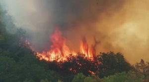Лесные пожары в Греции унесли жизни 28 человек