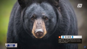 Нашествие медведей стало настоящим бедствием в Японии