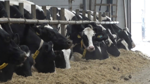 СКО занимает второе место по производству молока в стране