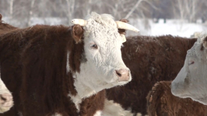 Штраф за вольный выпас скота увеличили в Казахстане