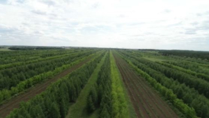 В Казахстане с начала года незаконно вырубили лес на ₸429 млн