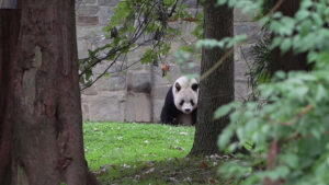 Китай заберет всех своих панд из зоопарка США