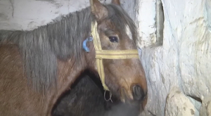 Падеж лошадей в Карагандинской области: названа причина