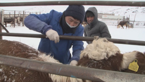 Ветеринаров обеспечат соцпакетом в Казахстане