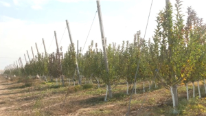 Убытки садоводам начали возмещать в Казахстане