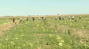 Бахчеводы Туркестанской области собирают богатый урожай