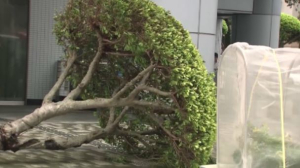 Тайфун «Ханун» унёс жизни двух человек на Окинаве