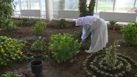 «Таза Қазақстан»: 100 тысяч декоративных растений планируют посадить в Туркестане