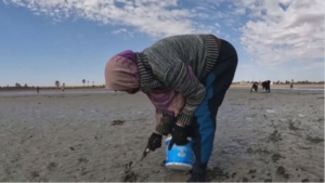 Изменение климата: добыча моллюсков сократилась в Габесе