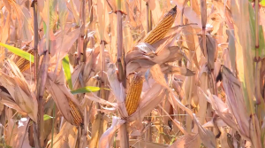 Цена на кукурузу упала почти в 2 раза в области Жетісу