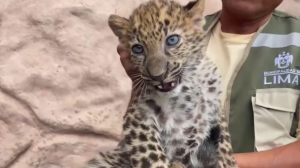 Детенышей леопарда показали в зоопарке Перу