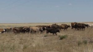 Больше 360 голов скота украли у фермеров в области Жетісу