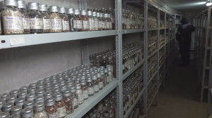 Сібірдің пайдасы: Якутияда өсімдіктердің генетикалық орталығы ашылады