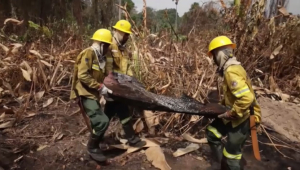 Лесные пожары бушуют на севере Бразилии
